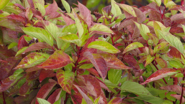 Cornus sericea Firedance™ (FE)