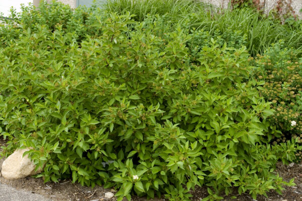 Cornus sericea Firedance™ (FE) - Image 2