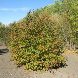 Corylus avellana Combination