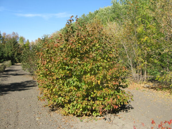 Corylus avellana Combination