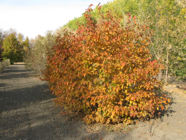 Corylus avellana Combination - Image 3