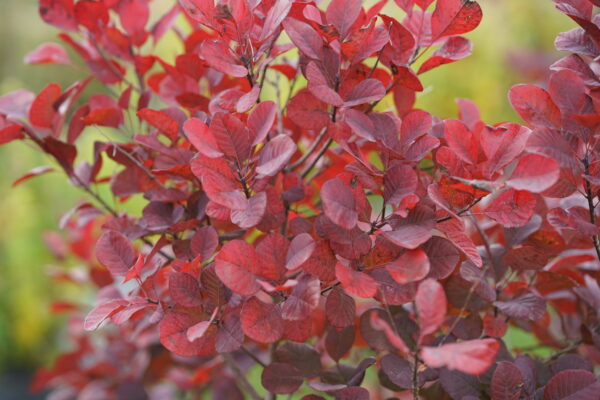 Cotinus coggygria Winecraft Black® (PW) - Image 5