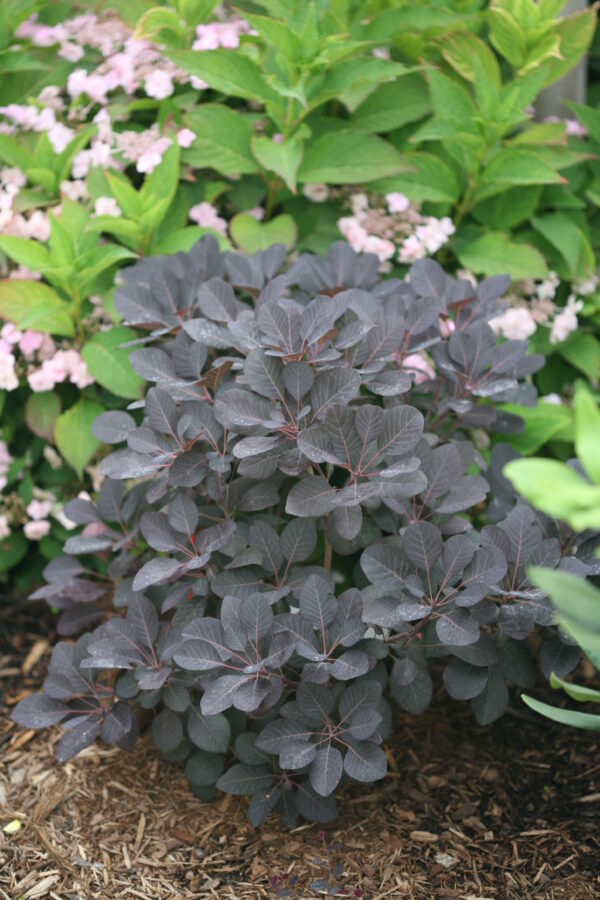 Cotinus coggygria Winecraft Black® (PW) - Image 2