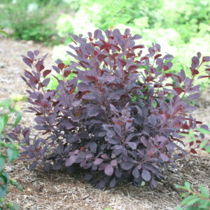 Cotinus coggygria Winecraft Black® (PW)