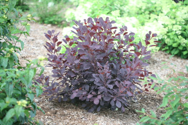 Cotinus coggygria Winecraft Black® (PW)