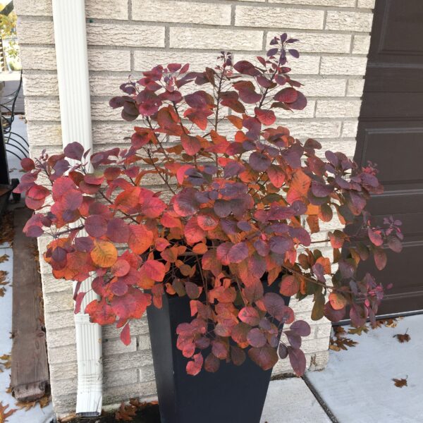 Cotinus coggygria Winecraft Black® (PW) - Image 6
