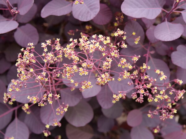 Cotinus coggygria Winecraft Black® (PW) - Image 4