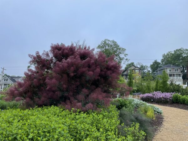 Cotinus coggygria Winecraft Black® (PW) - Image 3