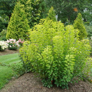 Cotinus coggygria Winecraft Gold® (PW)
