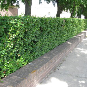 Cotoneaster lucidus