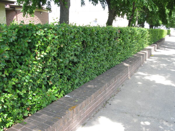 Cotoneaster lucidus
