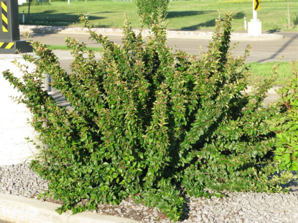 Cotoneaster lucidus - Image 5