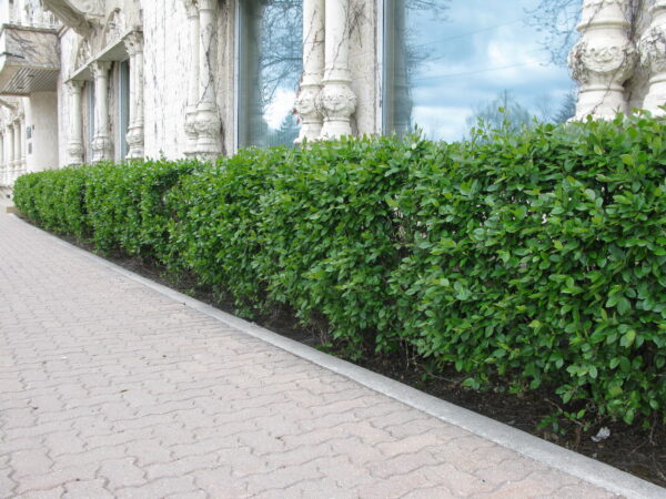 Cotoneaster lucidus - Image 3