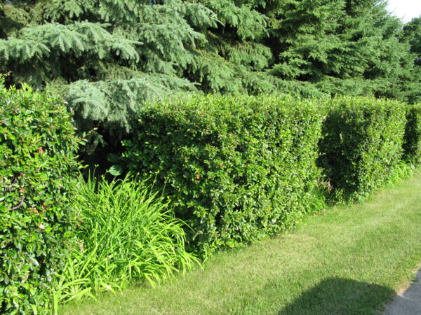 Cotoneaster lucidus - Image 4