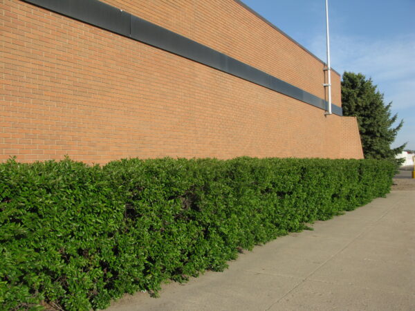 Cotoneaster lucidus - Image 2