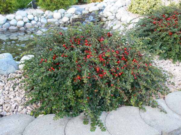 Cotoneaster lucidus - Image 6