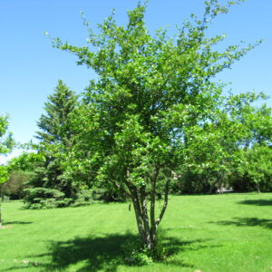 Crataegus mordenensis Snowbird