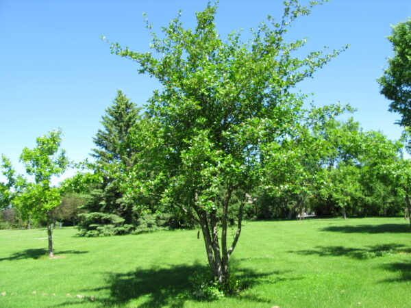 Crataegus mordenensis Snowbird