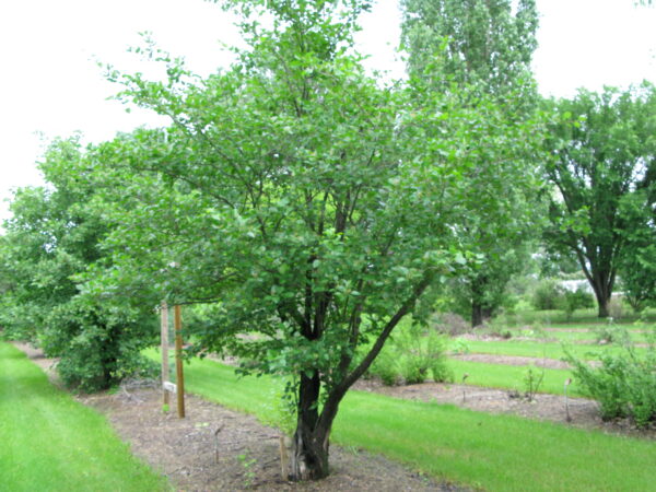Crataegus mordenensis Snowbird - Image 2