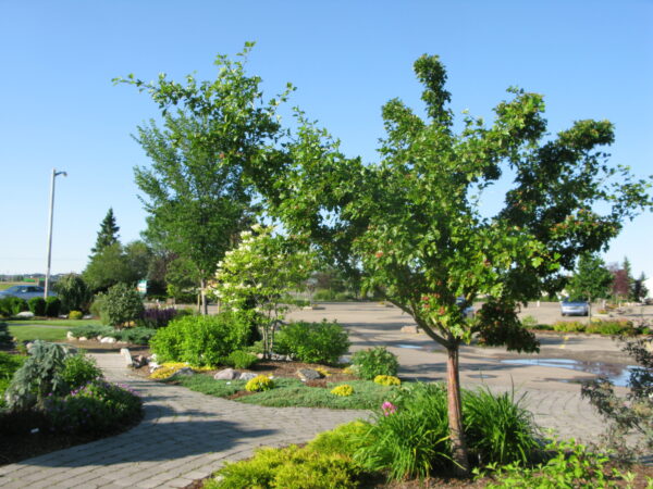 Crataegus mordenensis Toba - Image 4