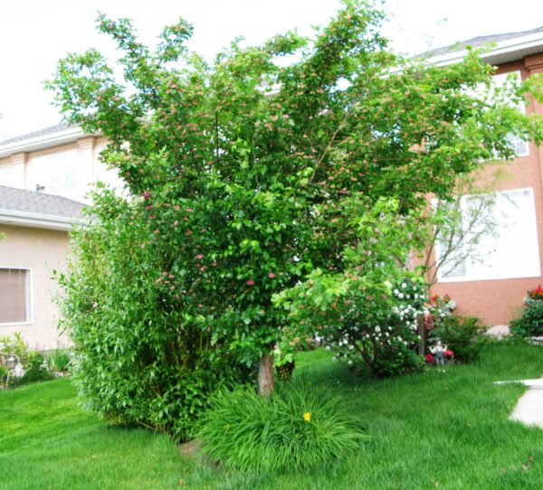 Crataegus mordenensis Toba - Image 3