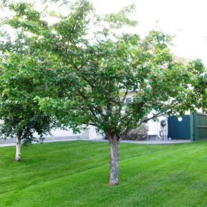 Crataegus mordenensis Toba