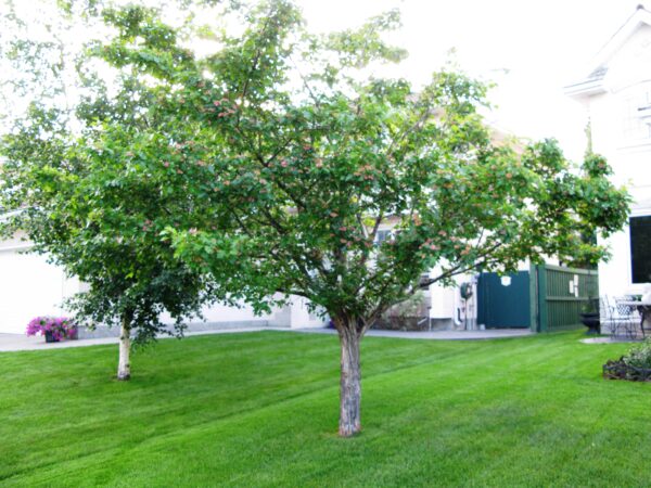 Crataegus mordenensis Toba