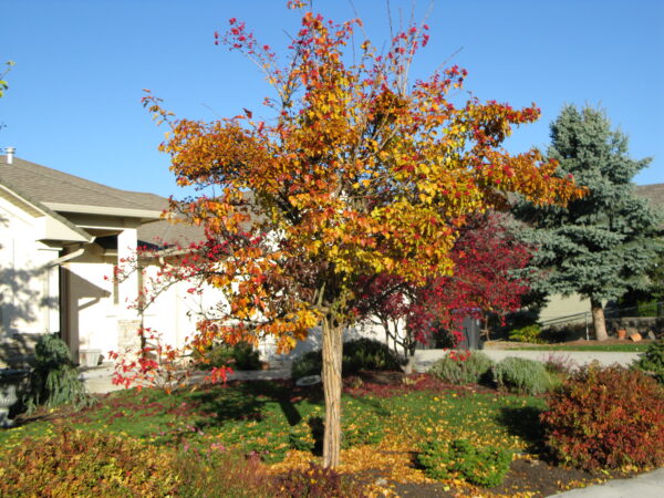 Crataegus mordenensis Toba - Image 2
