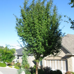 Crataegus oxycantha Paul's Scarlet