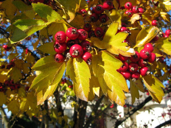 Crataegus oxycantha Paul's Scarlet - Image 2