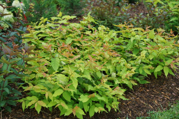 Diervilla Kodiak Fresh® (PW) - Image 2