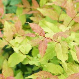 Diervilla Kodiak Fresh® (PW)