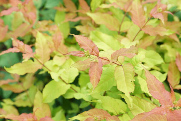 Diervilla Kodiak Fresh® (PW)