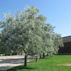 Elaeagnus angustifolia