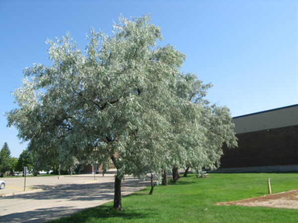 Elaeagnus angustifolia