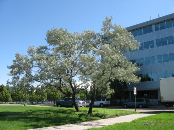 Elaeagnus angustifolia - Image 6