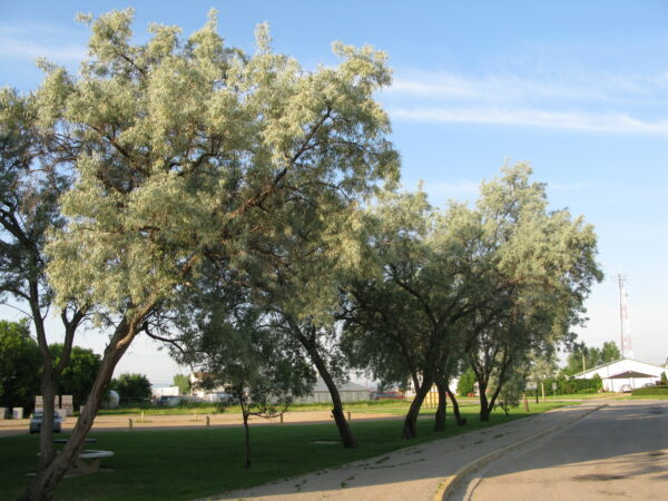 Elaeagnus angustifolia - Image 4
