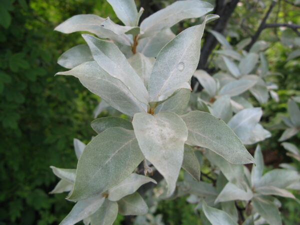 Elaeagnus angustifolia - Image 5