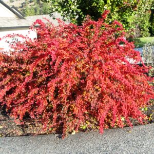 Euonymus alatus Compacta
