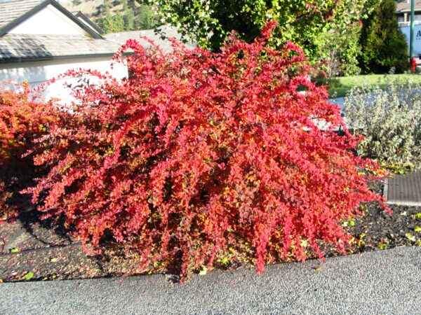 Euonymus alatus Compacta