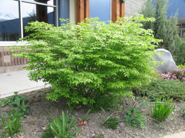 Euonymus alatus Compacta - Image 3