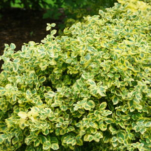 Euonymus fortunei Gold Splash® (PW)