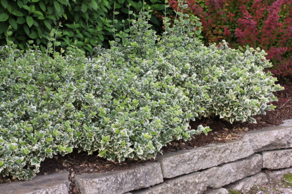 Euonymus fortunei White Album® (PW) - Image 3