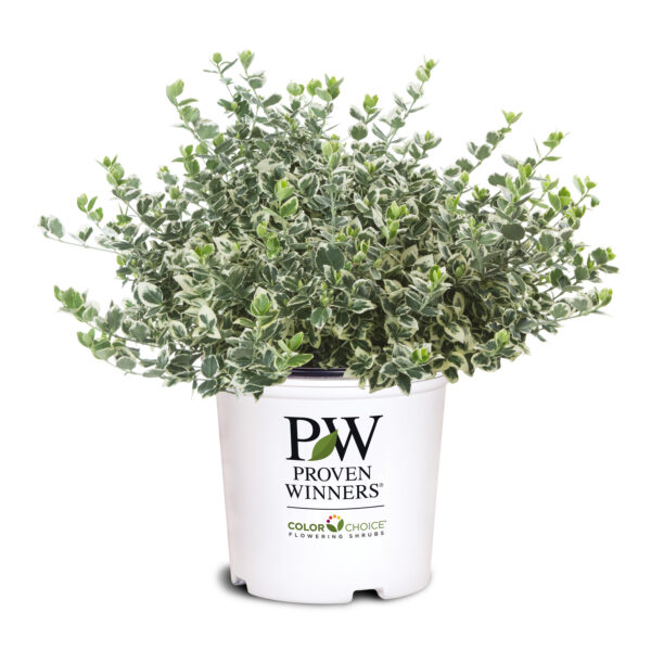 Euonymus fortunei White Album® (PW) - Image 6