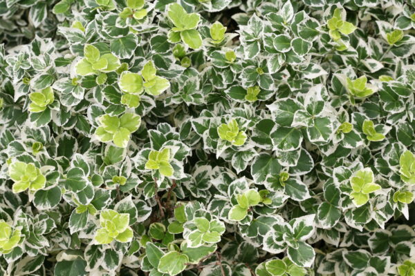 Euonymus fortunei White Album® (PW) - Image 5