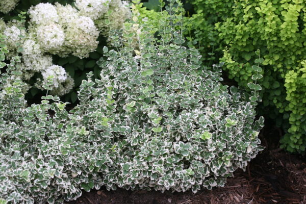 Euonymus fortunei White Album® (PW) - Image 2