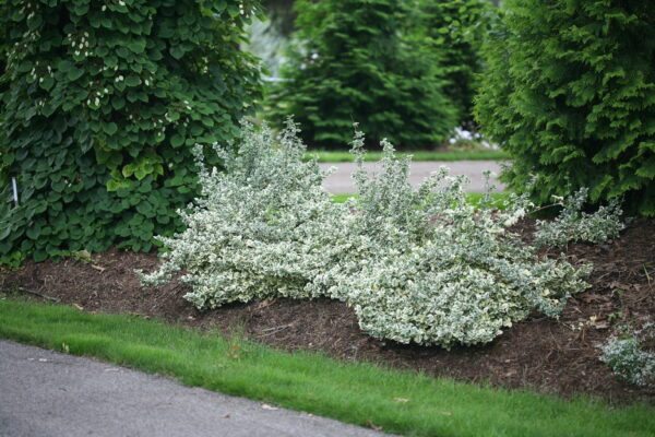 Euonymus fortunei White Album® (PW) - Image 4