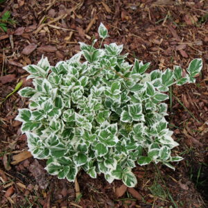 Euonymus fortunei White Album® (PW)