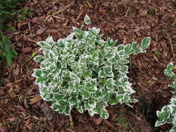 Euonymus fortunei White Album® (PW)
