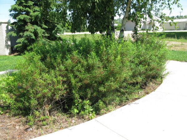 Euonymus turkestanica Nana - Image 2